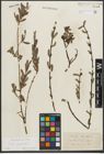 Foto von Salix purpurea L.